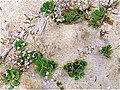 Miniatura per Limonium barceloi