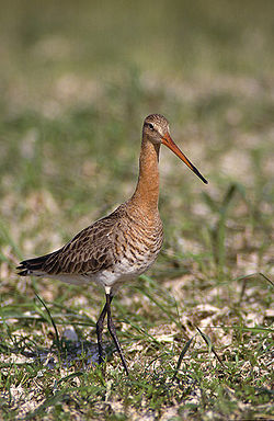 rycyk (Limosa limosa) z rzędu Charadriiformes