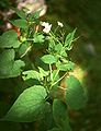 Ausdauerndes Silberblatt (Lunaria rediviva)