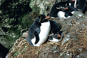 Orienta flavtufa pingveno