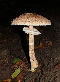 Sporophore d'une coulemelle (Macrolepiota procera). (définition réelle 3 400 × 4 600)