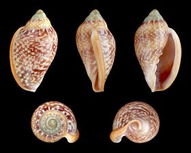Cinco vistas da concha de Marginella glabella (Linnaeus, 1758)[1], encontrada na África Ocidental e Cabo Verde.[2] É considerada a espécie-tipo do gênero Marginella.[1]