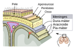 Meninges do sistema nervoso central: dura-máter, aracnoide e pia-máter.