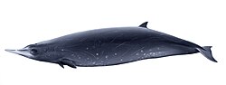 ミナミオウギハクジラ