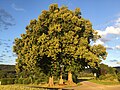 Naturdenkmal Zwei Linden