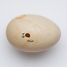 Fotografie zobrazuje narůžovělé vejce poláka