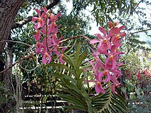 Pink and gold orchids in a creole garden, shaded by trees