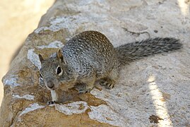 Spermophilus variegatus