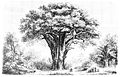 Baobab tree, 1872/3