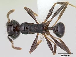 Pheidole mooreorum