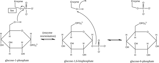 Figura 1. Mecanismo de la interconversión de la glucosa-1-fosfato y la glucosa-6-fosfato catalizada por la fosfoglucomutasa.