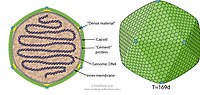 Schemazeichnung eines Virions der Gattung Chlorovirus, Familie Phycodnaviridae (Querschnitt und Seitenansicht, ohne Dorn und Vertex)