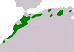 Distribución de Pica mauritanica