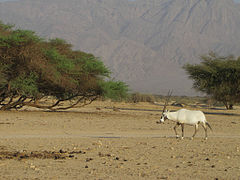 Oryx en Israël en 2010.