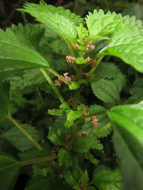 葉腋から花序がでる。白いのが雄花序。緑色が雌花序。