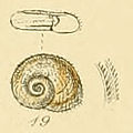 Planorbis albus (Sowerby).jpg