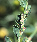 Miniatura para Polygonum arenastrum