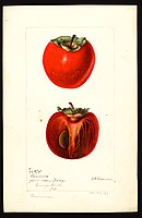 Image of the Lanman variety of persimmons (scientific name: Diospyros), with this specimen originating in Washington, D.C., United States. (1897)