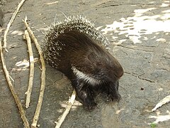 Porcupine Berlin Zoo.jpg