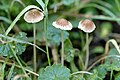 Psathyrella gracilis (espèce type)