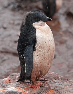 Punk Penguin Chick
