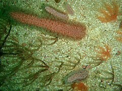 Purple sea pen