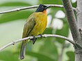 Lakaran kecil untuk Burung Merbah Kunyit