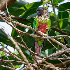 Description de l'image Pyrrhura amazonum - Hellmayr's Parakeet; Carajás National Forest, Pará, Brazil.jpg.