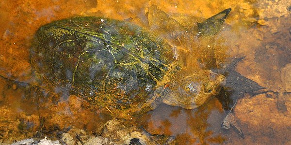 Razorback musk turtle (Sternotherus carinatus), in-situ, Hardin County, Texas (October 10, 2013)