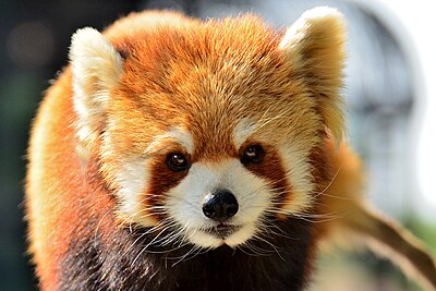 Panda merah di Kebun Binatang Nogeyama, Fukuoka