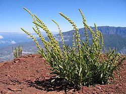 Reseda luteola.