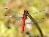 Male, Cairns, Queensland