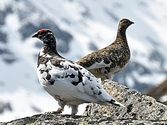 Deux oiseaux de taille moyenne de profil et de la famille des Lagopèdes alpins sur un rocher. Celui au premier plan a le corps blanc, des taches et la tête noire et le dessus des yeux rouges. L'autre a un plumage brun, gris et blanc.