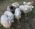 März/ April 2013 Schafe im Ziegram