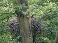Flickr - Nid de Cigogne noire dans un arbre, un jeune couché
