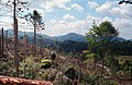 Clearing work in a windthrow area in the Black Forest near Baden-Baden.