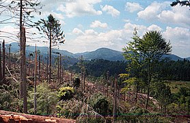 Travaux de déblaiement dans un chablis en Forêt Noire près de Baden-Baden.