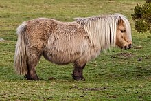 Photo d'un poney à la robe marron clair, vu de profil.