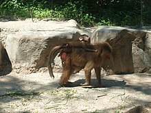 Samica z mladičem, Singapore Zoo