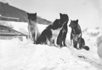 Some of the first season dogs at Cape Denison