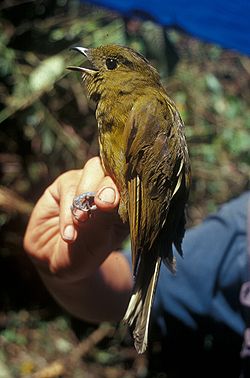 Rastaskotinga (Snowornis cryptolophus)