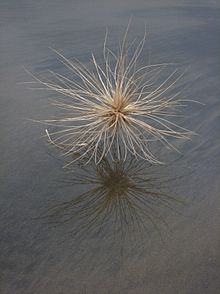 Spinifex sericeus seed head.jpg