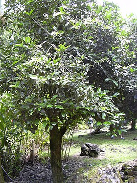 Posoqueria latifolia no Keanae Arboretum, em Maui, no Havaí