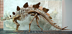 Stegosaurus stenops'i rekonstrueeritud skelett