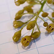 Flowers, detail (on 1cm grid)