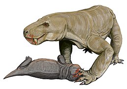 Sycosaurus kingorensis