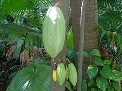 Pohon kakao dengan buah
