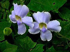 Thunbergia laurifolia