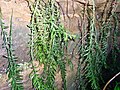 Tmesipteris truncata, Australija