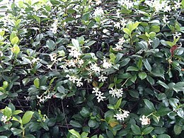 Kvapusis šiurkščius (Trachelospermum jasminoides)